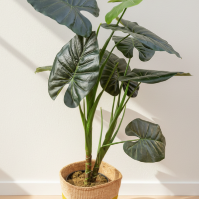 The Citrus Pop Planter