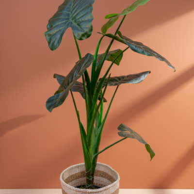 The Sahara Texture Planter